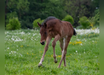 American Quarter Horse, Hengst, Fohlen (04/2026), 160 cm, Brauner
