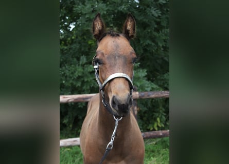 American Quarter Horse, Hengst, Fohlen (06/2025), 160 cm, Brauner