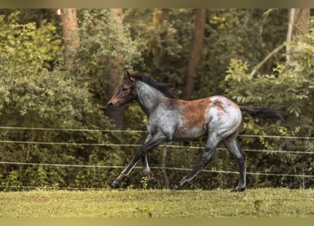 American Quarter Horse, Hengst, Fohlen (04/2024), 160 cm, Roan-Bay