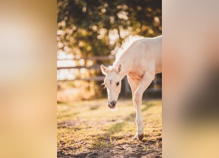 American Quarter Horse, Hengst, Fohlen (05/2025), 163 cm, Palomino