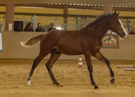 American Quarter Horse, Hengst, Fohlen (04/2025), Brauner