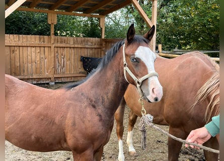 American Quarter Horse, Hengst, Fohlen (03/2024), Brauner