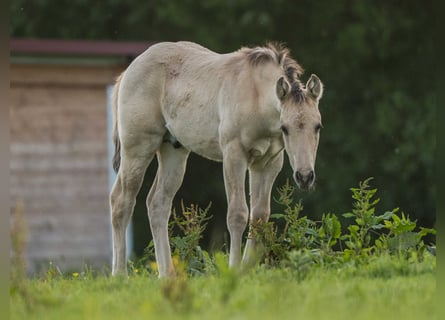 American Quarter Horse, Hengst, Fohlen (04/2026), Buckskin