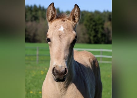 American Quarter Horse, Hengst, Fohlen (03/2026), Buckskin