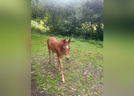 American Quarter Horse, Hengst, Fohlen (01/2025)