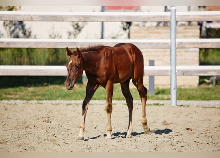 American Quarter Horse, Hengst, Fohlen (04/2025), Dunkelbrauner