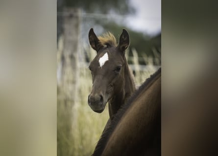 American Quarter Horse, Hengst, , Dunkelfuchs