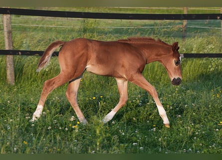 American Quarter Horse, Hengst, , Dunkelfuchs