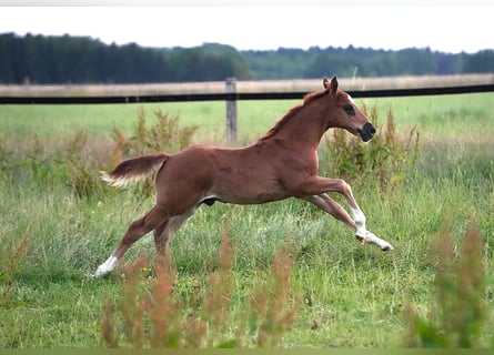 American Quarter Horse, Hengst, , Dunkelfuchs