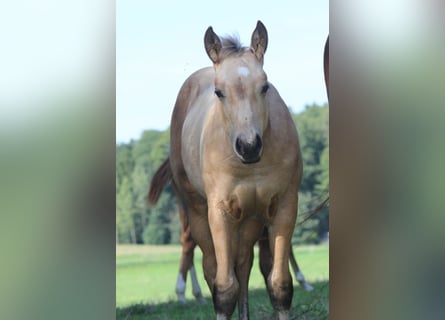 American Quarter Horse, Hengst, Fohlen (05/2023), Falbe