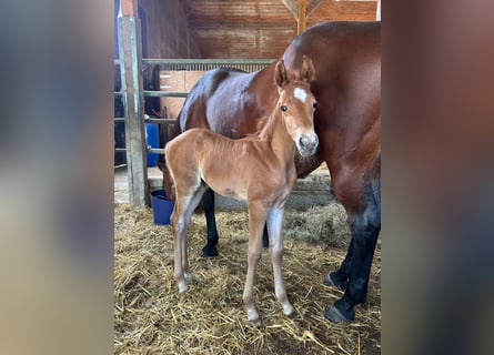 American Quarter Horse, Hengst, , Fuchs