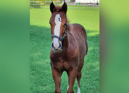 American Quarter Horse, Hengst, , Fuchs