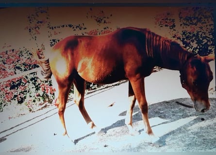 American Quarter Horse, Hengst, Fohlen (04/2024), Fuchs