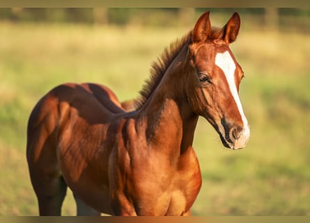 American Quarter Horse, Hengst, Fohlen (05/2025), Fuchs