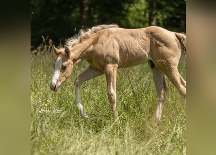 American Quarter Horse, Hengst, Fohlen (04/2023), Palomino