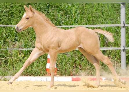 American Quarter Horse, Hengst, , Palomino