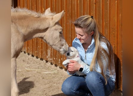 American Quarter Horse, Hengst, , Palomino