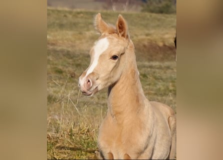 American Quarter Horse, Hengst, , Palomino