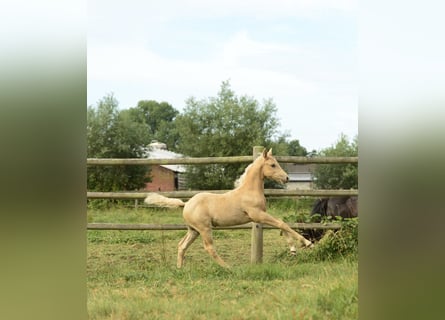 American Quarter Horse, Hengst, 