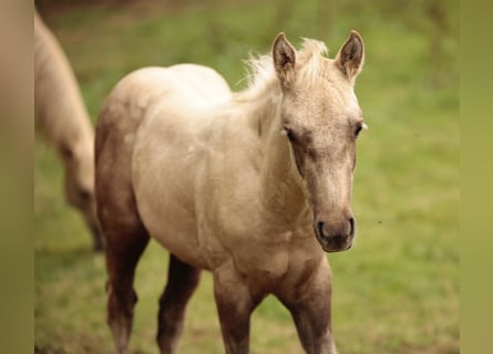 American Quarter Horse, Hengst, Fohlen (05/2024)