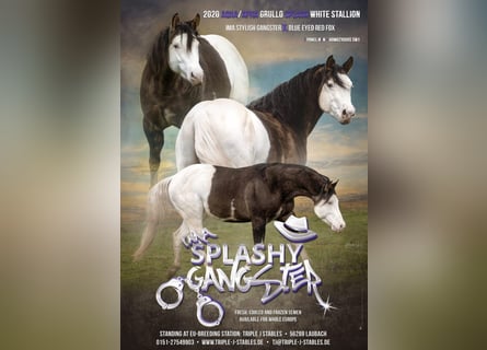 American Quarter Horse, Hengst, 6 Jaar, 145 cm, Grullo