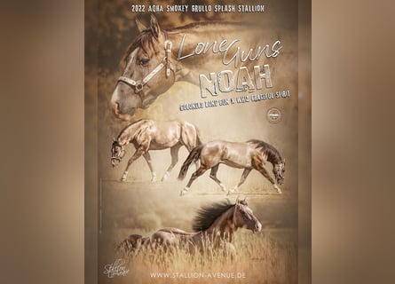 American Quarter Horse, Hengst, 4 Jaar, 148 cm, Grullo