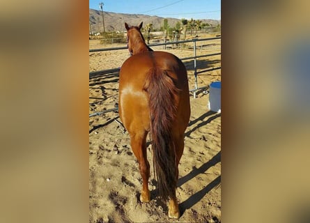 American Quarter Horse, Hengst, 10 Jahre, 183 cm, Hellbrauner
