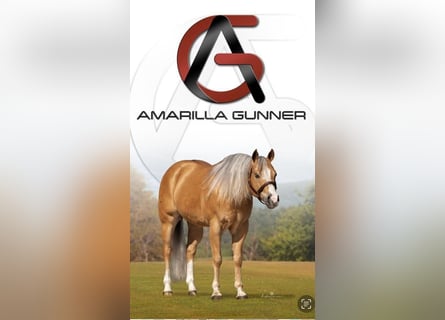 American Quarter Horse, Hengst, 8 Jaar, 148 cm, Palomino