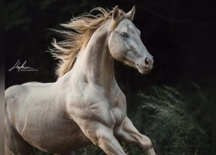 American Quarter Horse, Hengst, 9 Jahre, 152 cm, Perlino
