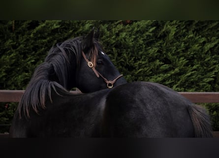 American Quarter Horse, Hengst, 5 Jahre, 147 cm, Rappe