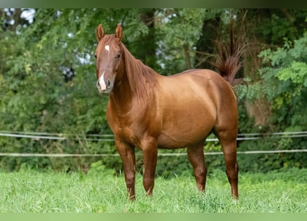 American Quarter Horse, Hengst, 5 Jahre, 146 cm, Red Dun