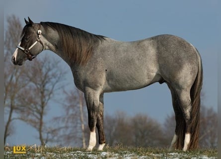 American Quarter Horse, Hengst, 12 Jahre, 157 cm, Roan-Bay