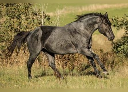 American Quarter Horse, Hengst, 9 Jahre, 152 cm, Roan-Blue