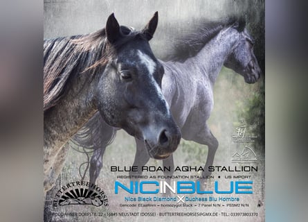 American Quarter Horse, Hengst, 11 Jahre, 150 cm, Roan-Blue