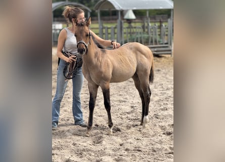 American Quarter Horse, Hengst, , 100 cm, Red Dun