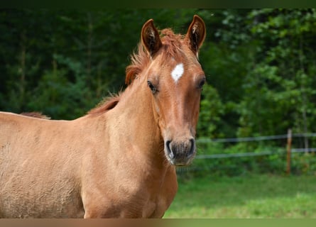 American Quarter Horse Mix, Hengst, , 140 cm, Red Dun