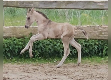 American Quarter Horse, Hengst, , 145 cm, Buckskin