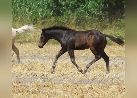 American Quarter Horse, Hengst, Veulen (03/2025), 145 cm, Zwartbruin