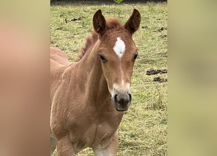 American Quarter Horse, Hengst, Veulen (04/2026), 146 cm, Roan-Red