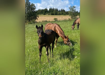 American Quarter Horse, Hengst, veulen (04/2024), 147 cm, Donkerbruin