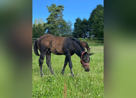 American Quarter Horse, Hengst, veulen (04/2024), 147 cm, Donkerbruin