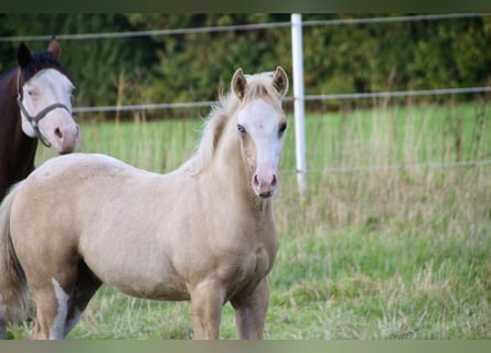 American Quarter Horse, Hengst, Veulen (01/2025), 148 cm, Palomino