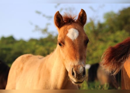 American Quarter Horse, Hengst, veulen (03/2023), 148 cm, Red Dun
