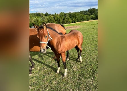American Quarter Horse, Hengst, veulen (04/2023), 150 cm, Brauner