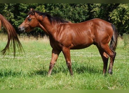 American Quarter Horse, Hengst, Fohlen (02/2024), 150 cm, Brauner