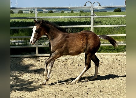 American Quarter Horse, Hengst, veulen (02/2024), 150 cm, Bruin