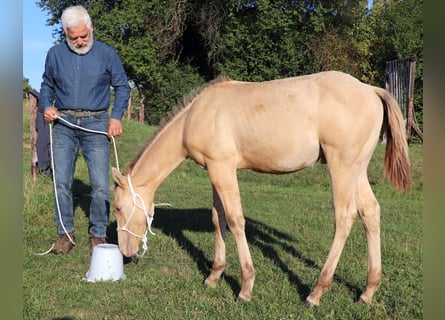 American Quarter Horse, Hengst, veulen (05/2023), 150 cm, Champagne