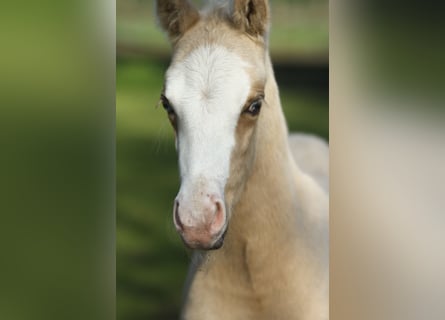 American Quarter Horse, Hengst, Fohlen (04/2024), 150 cm, Palomino