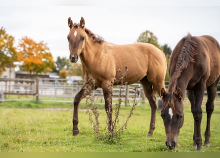 American Quarter Horse, Hengst, veulen (04/2024), 150 cm, Red Dun