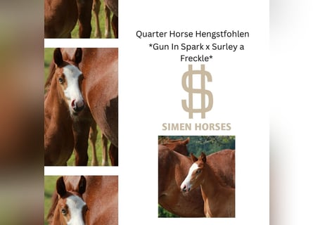 American Quarter Horse, Hengst, , 150 cm, Roan-Red